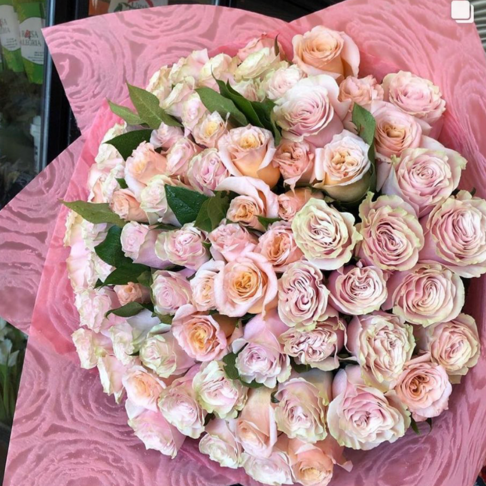 50 Light Pink Roses