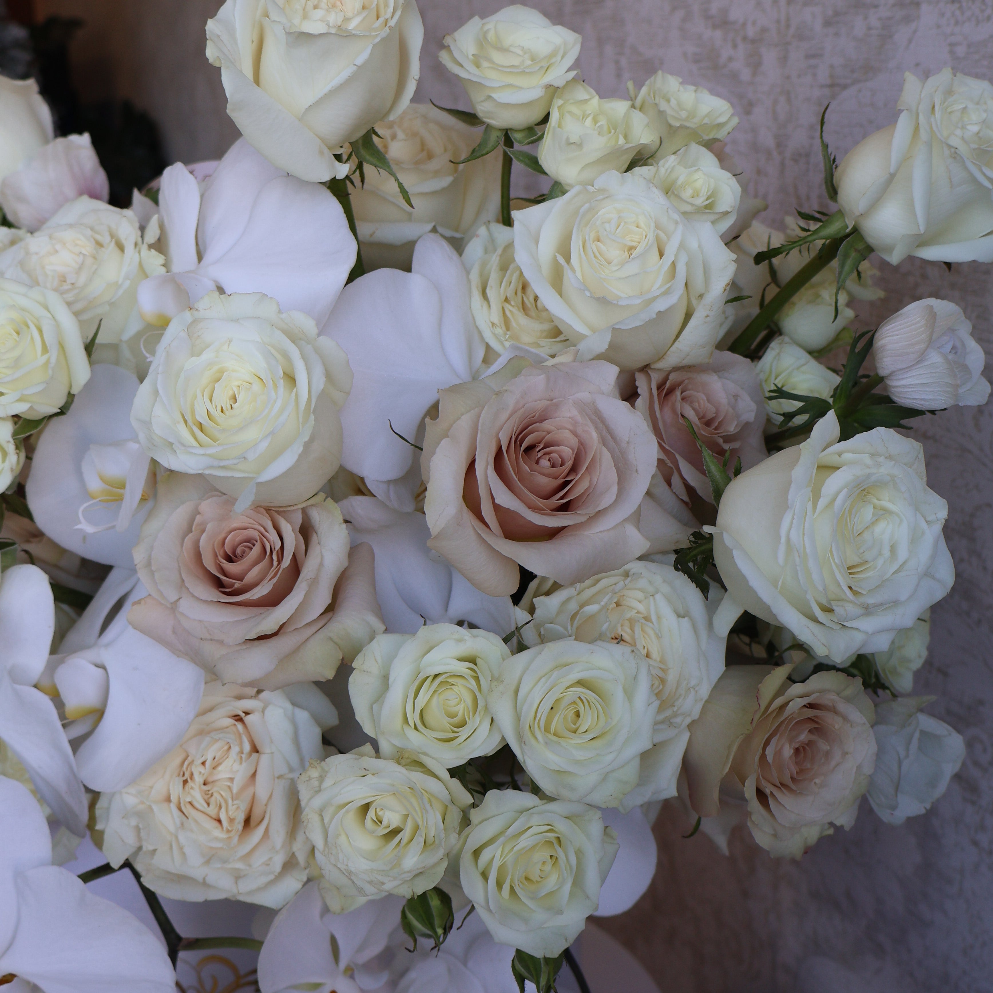 Valentine Pearl Orchid