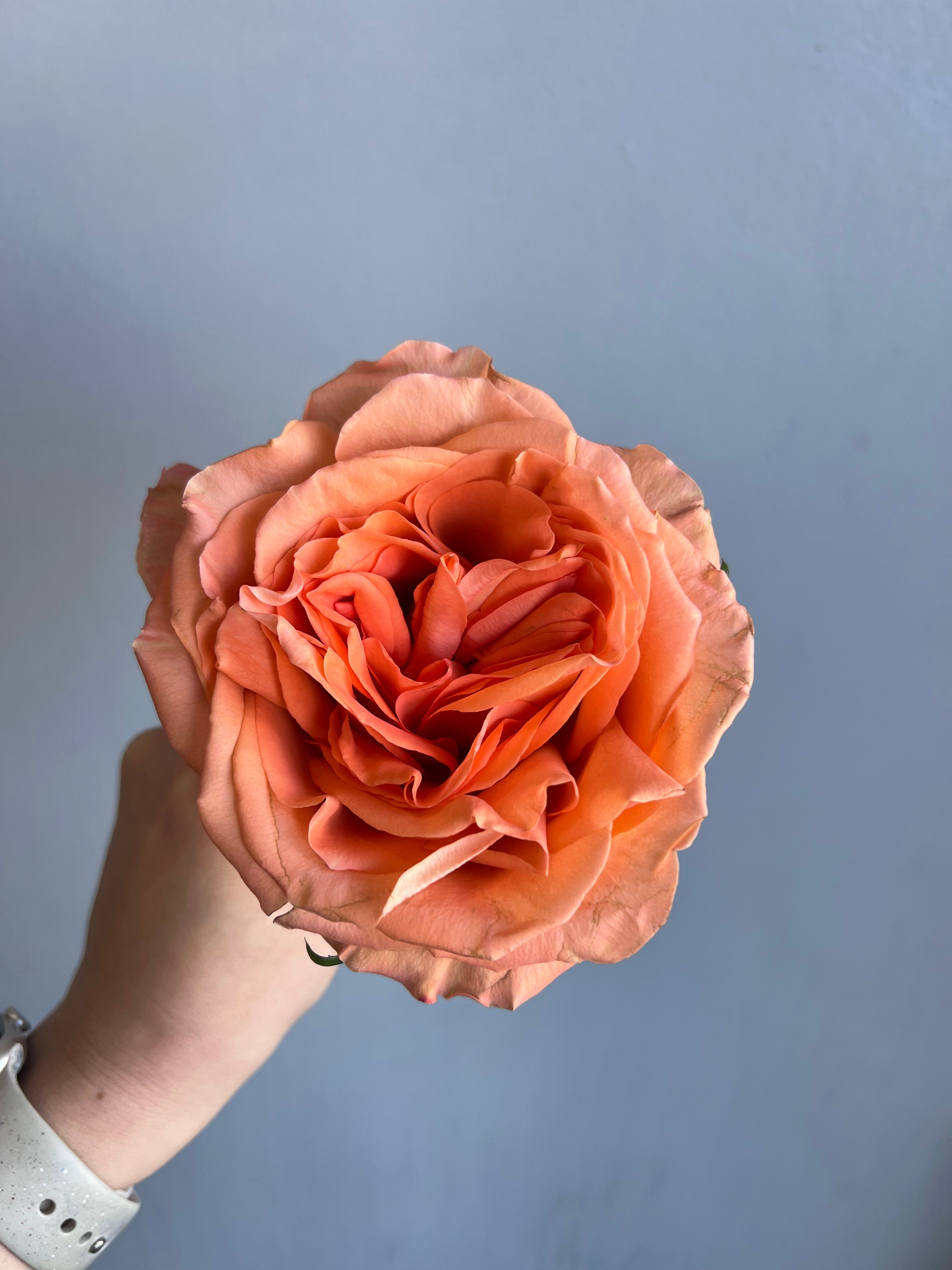 A wrapped Bouquet of Orange Roses