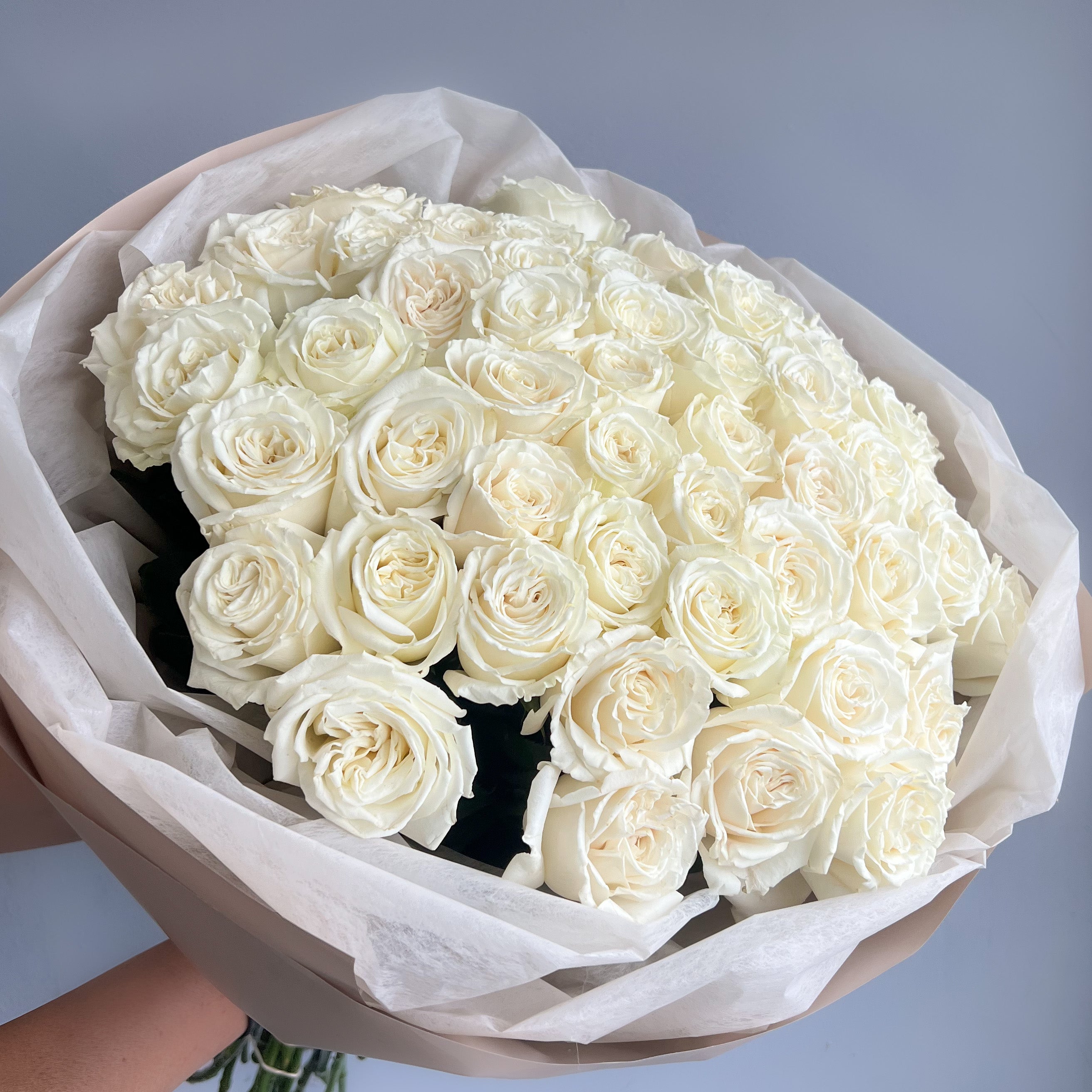 A hand presents a wrapped bouquet of 50 white roses, highlighting their elegance and simplicity without any filler