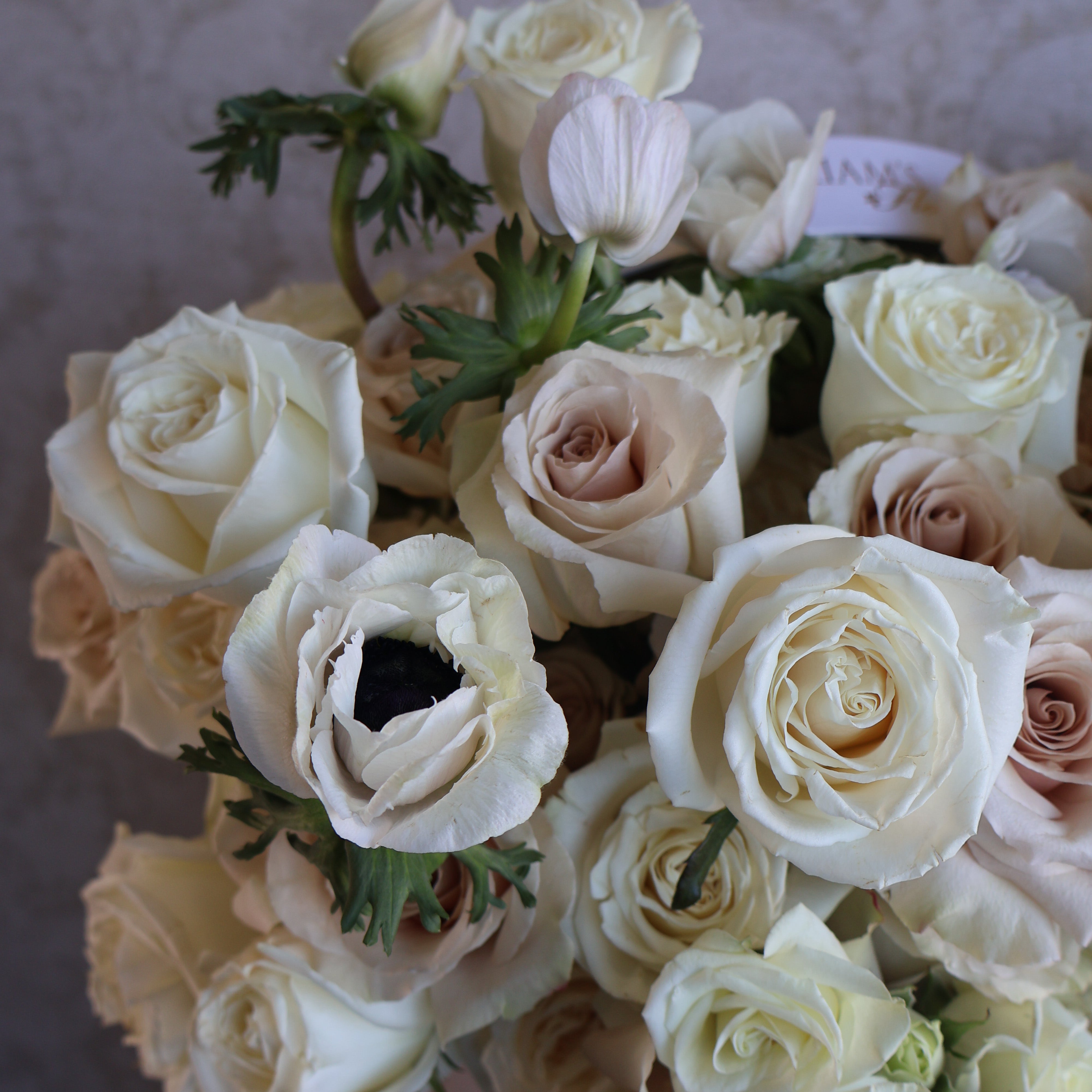 Valentine Pearl Orchid